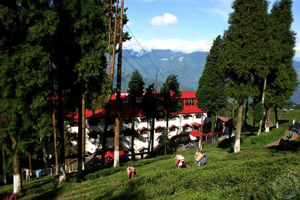 Happy Valley Tea Estate Darjeeling