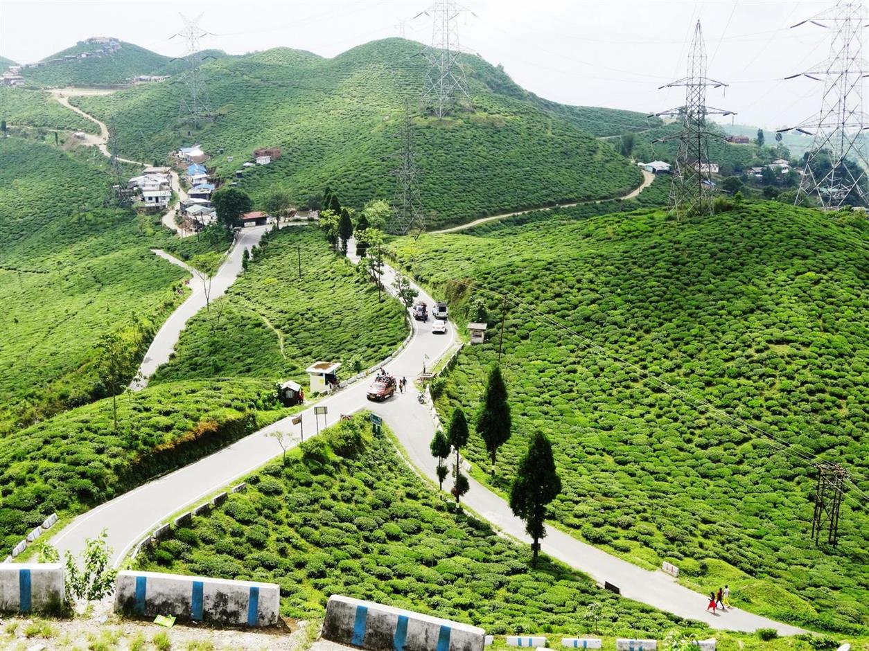 Tea Garden Mirik