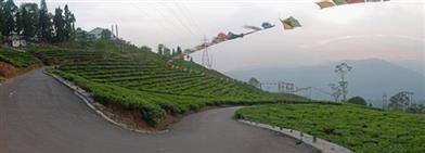 Kurseong Tea Garden